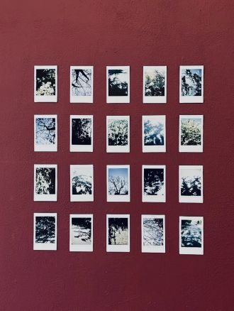 Untitled Polaroid Display